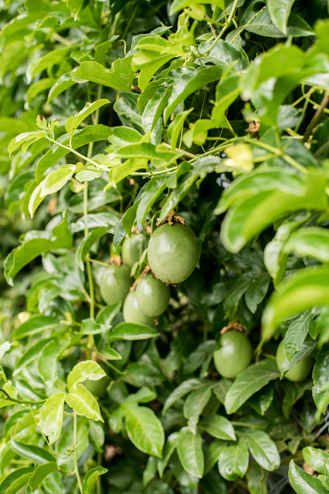 Organic Passion Fruit