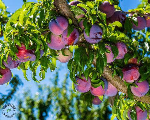 Organic Red Plums