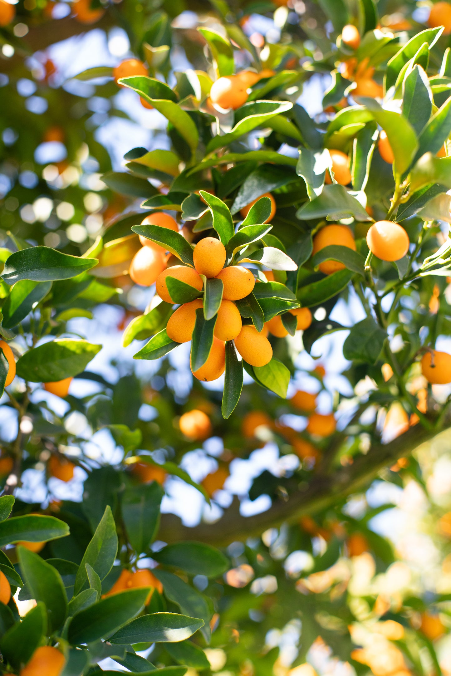 Organic Nagami Kumquat