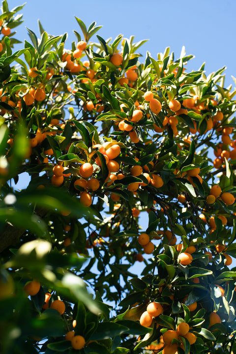 Organic Nagami Kumquat