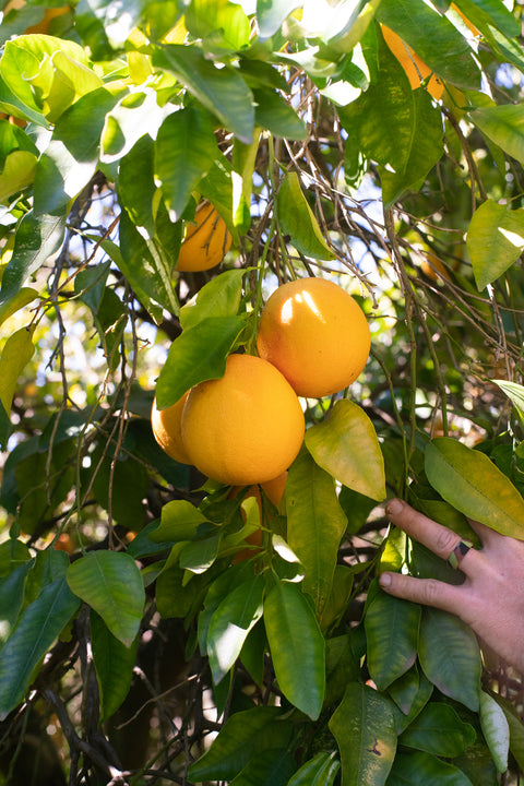 Organic Ruby Grapefruit