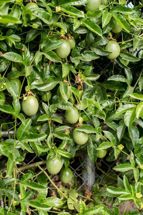 Organic Passion Fruit