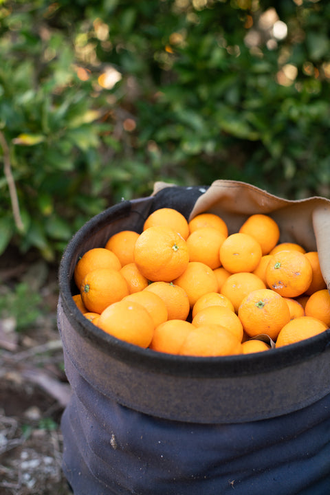 Organic Farmer's Choice Box