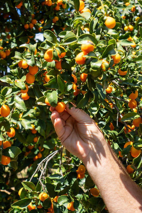 Organic Nagami Kumquat