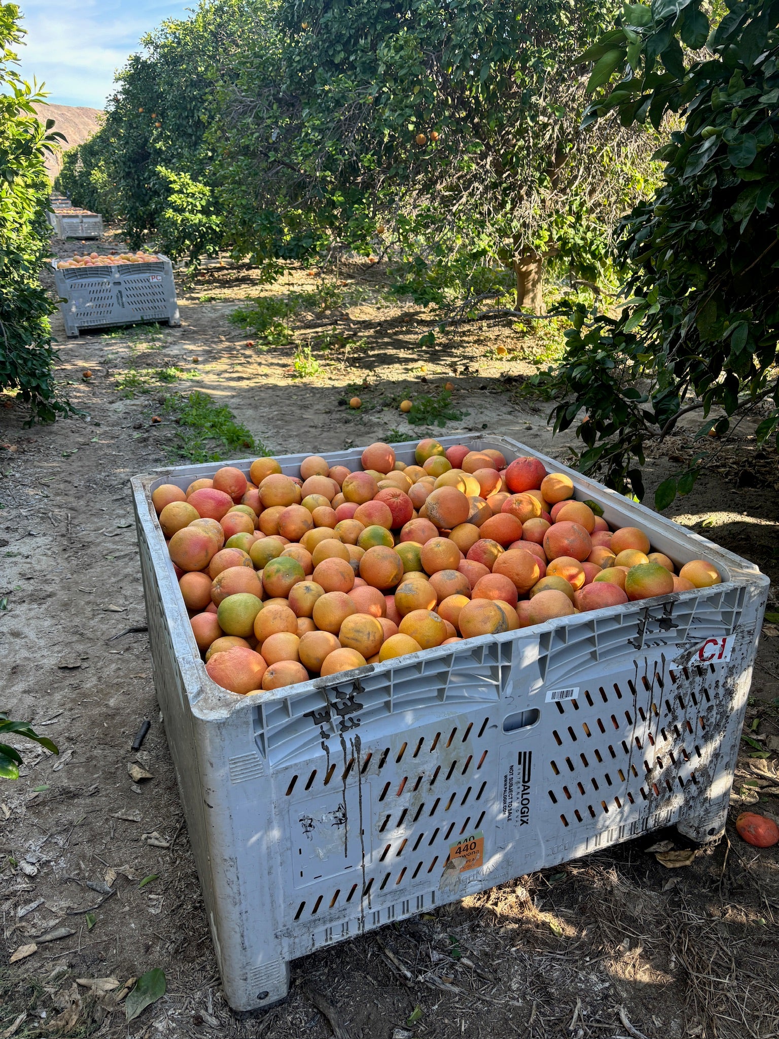 Organic Rio Red Grapefruit