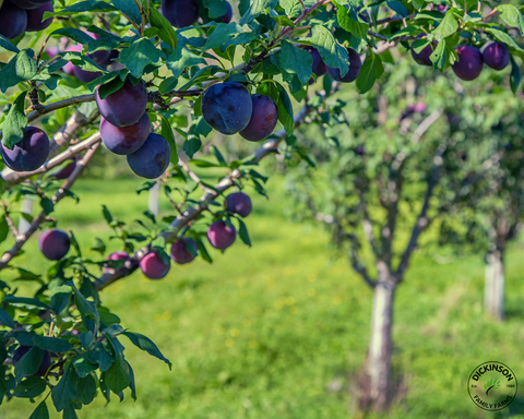 Organic Red Plums