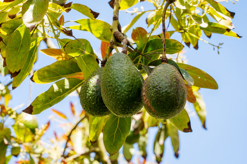 Organic Gem Avocados