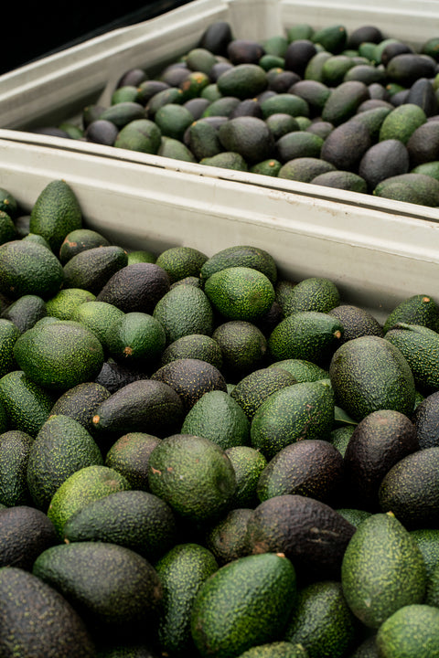 Organic Gem Avocados