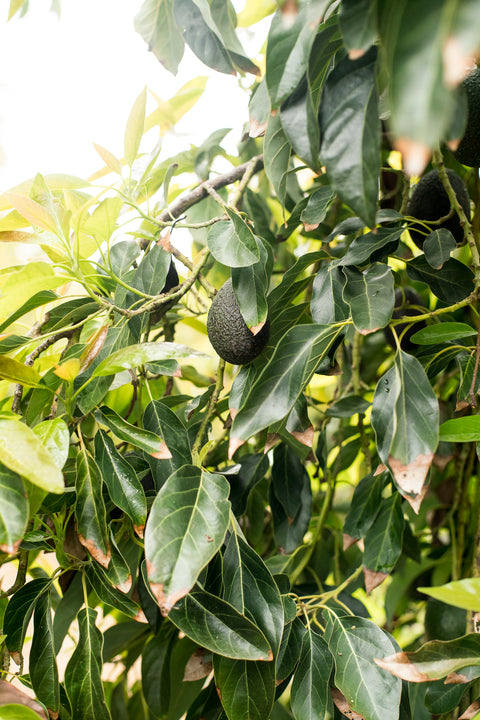 Organic Gem Avocados