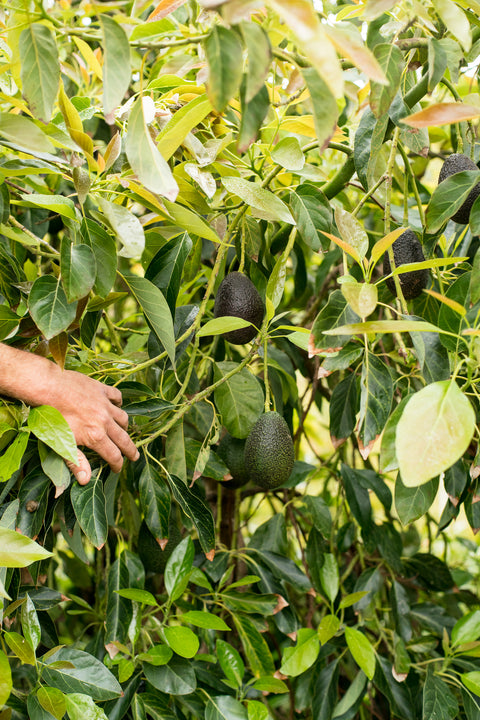 Organic Gem Avocados