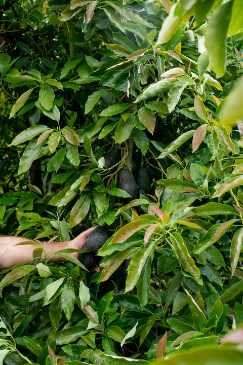 Organic Lamb Hass Avocados