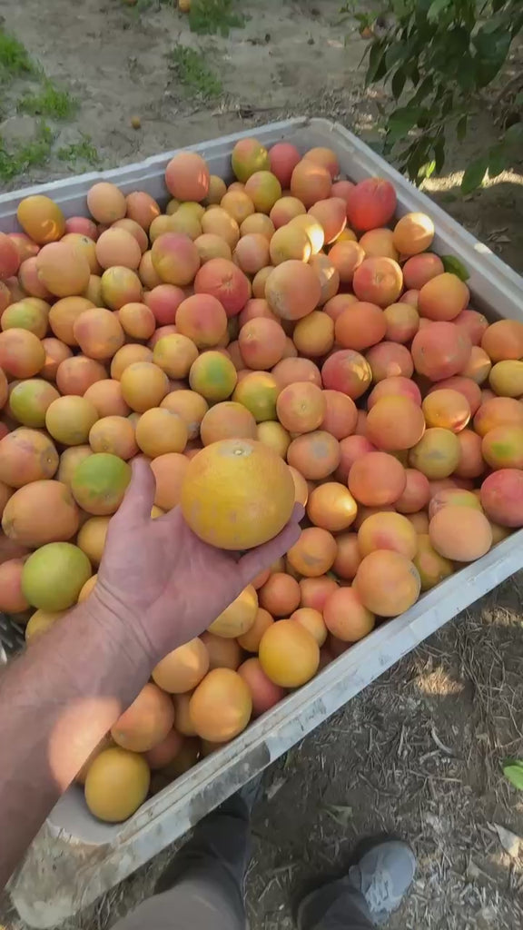 Organic Rio Red Grapefruit