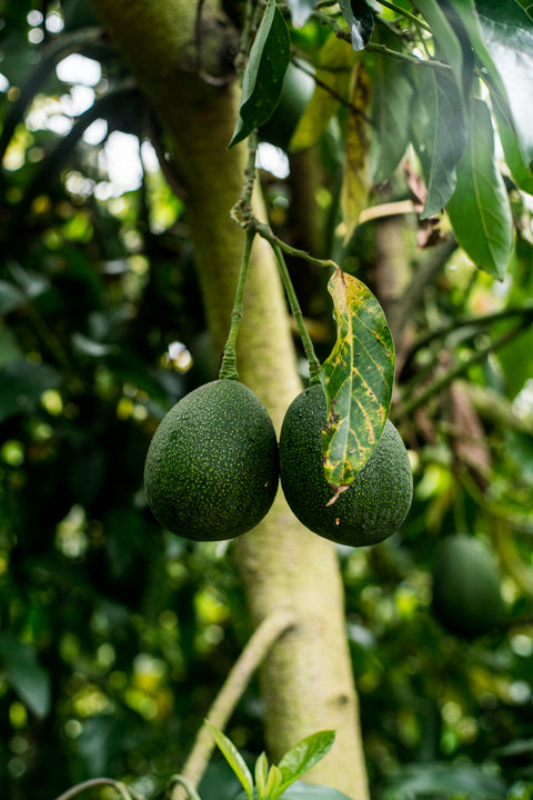 Organic Reed Avocados