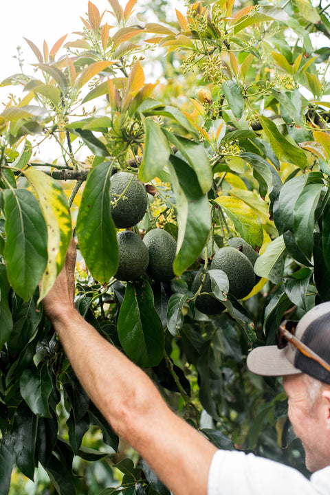 Organic Reed Avocados