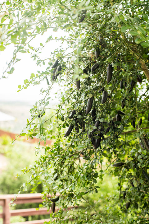 Organic Finger Limes