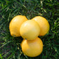 Organic Eureka Lemons