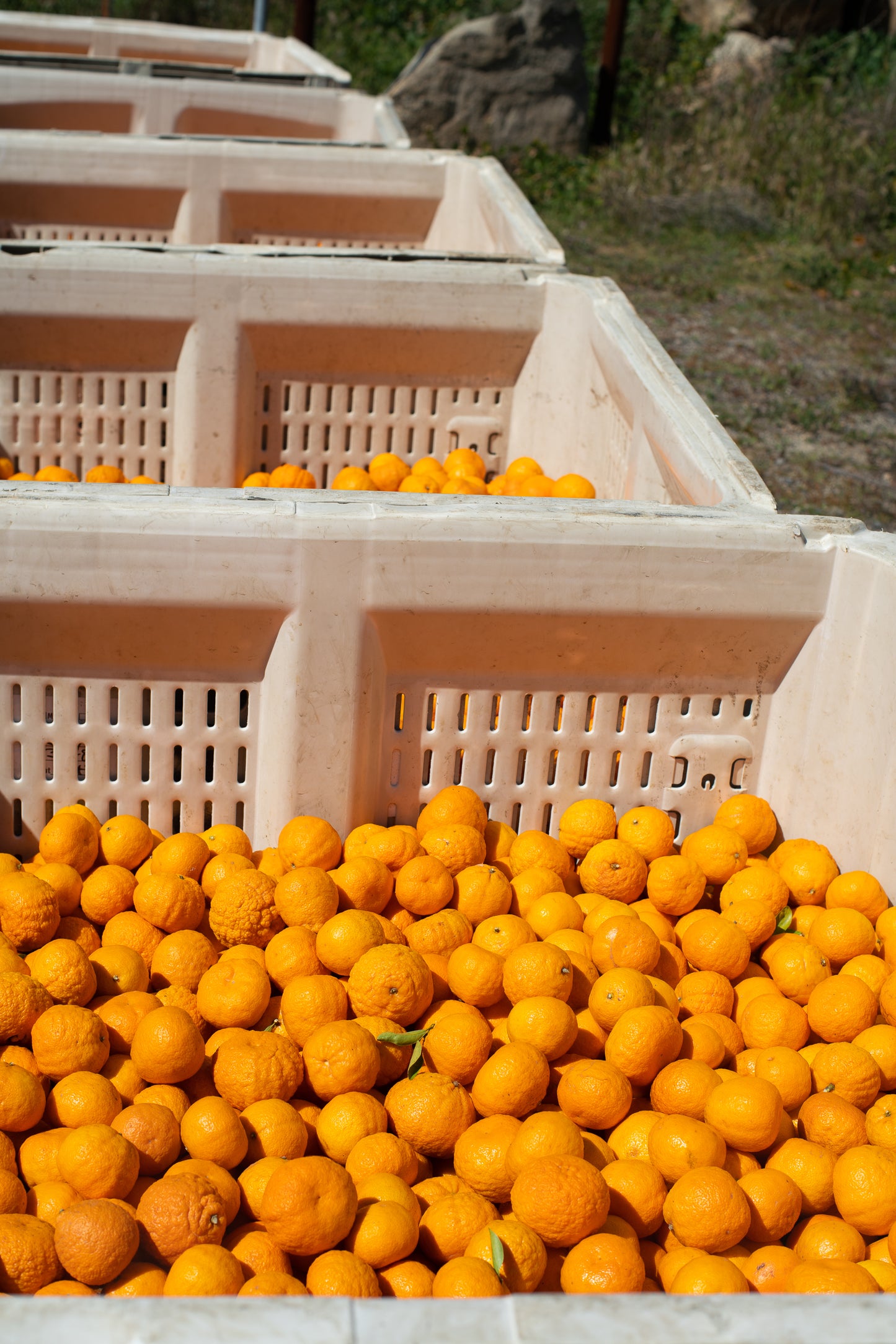 Organic Gold Nugget Mandarins