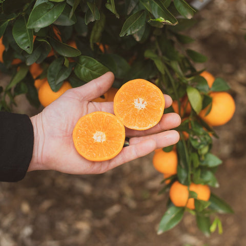 Organic Tango Mandarins