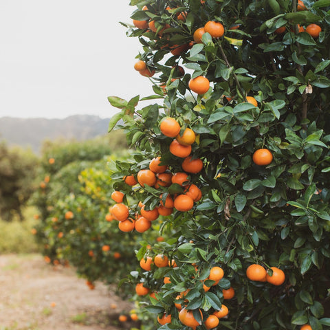 Organic Tango Mandarins