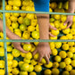 Organic Meyer Lemons