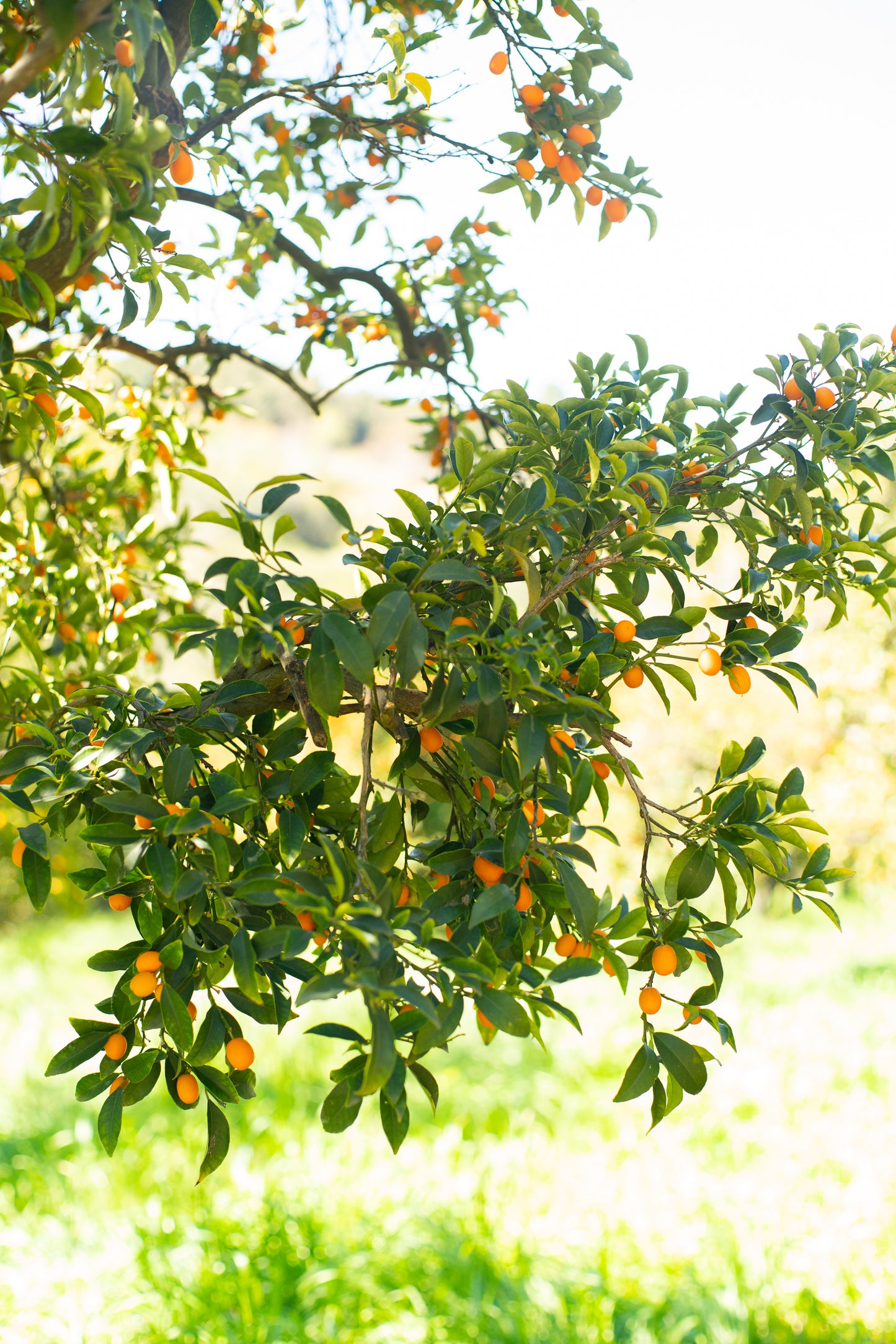 Organic Nagami Kumquat