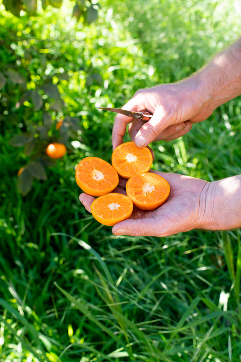 Organic Murcott Tangerines