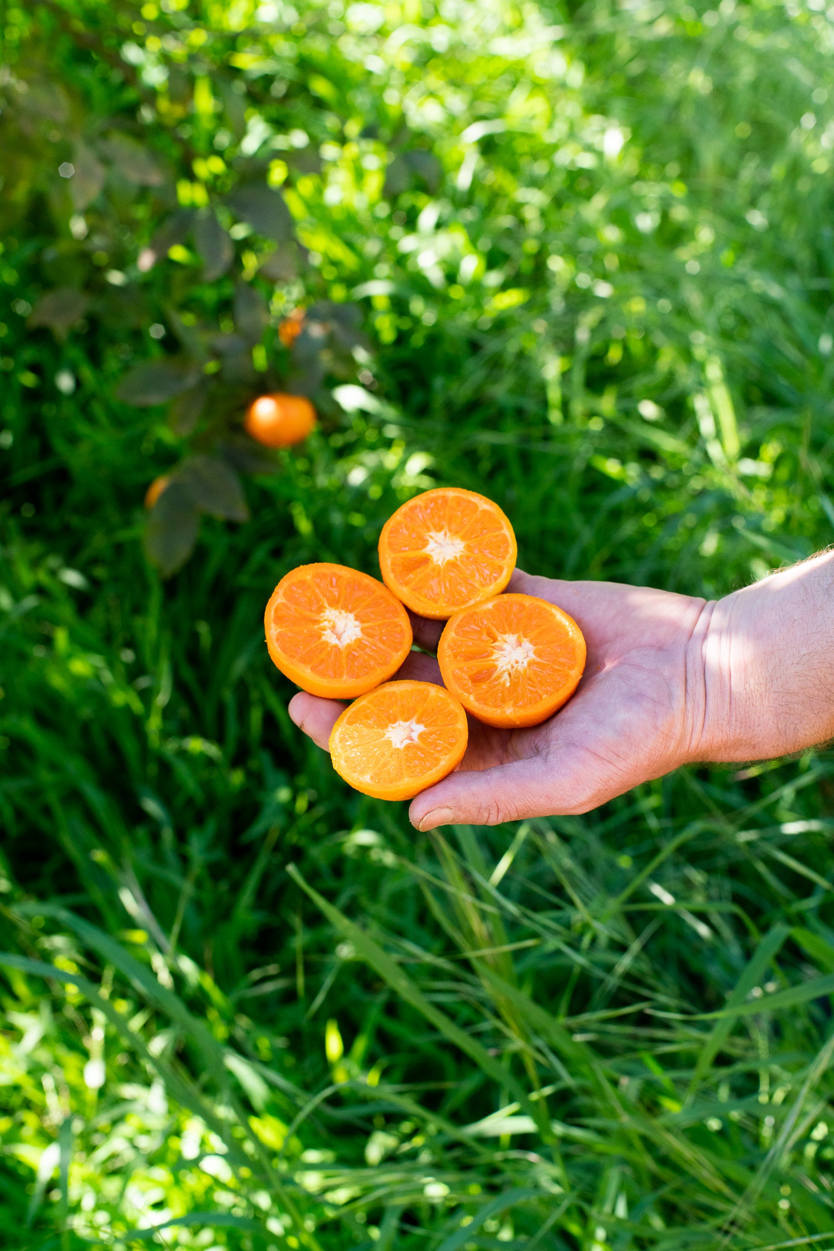 Organic Murcott Tangerines
