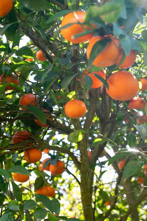 Organic Murcott Tangerines