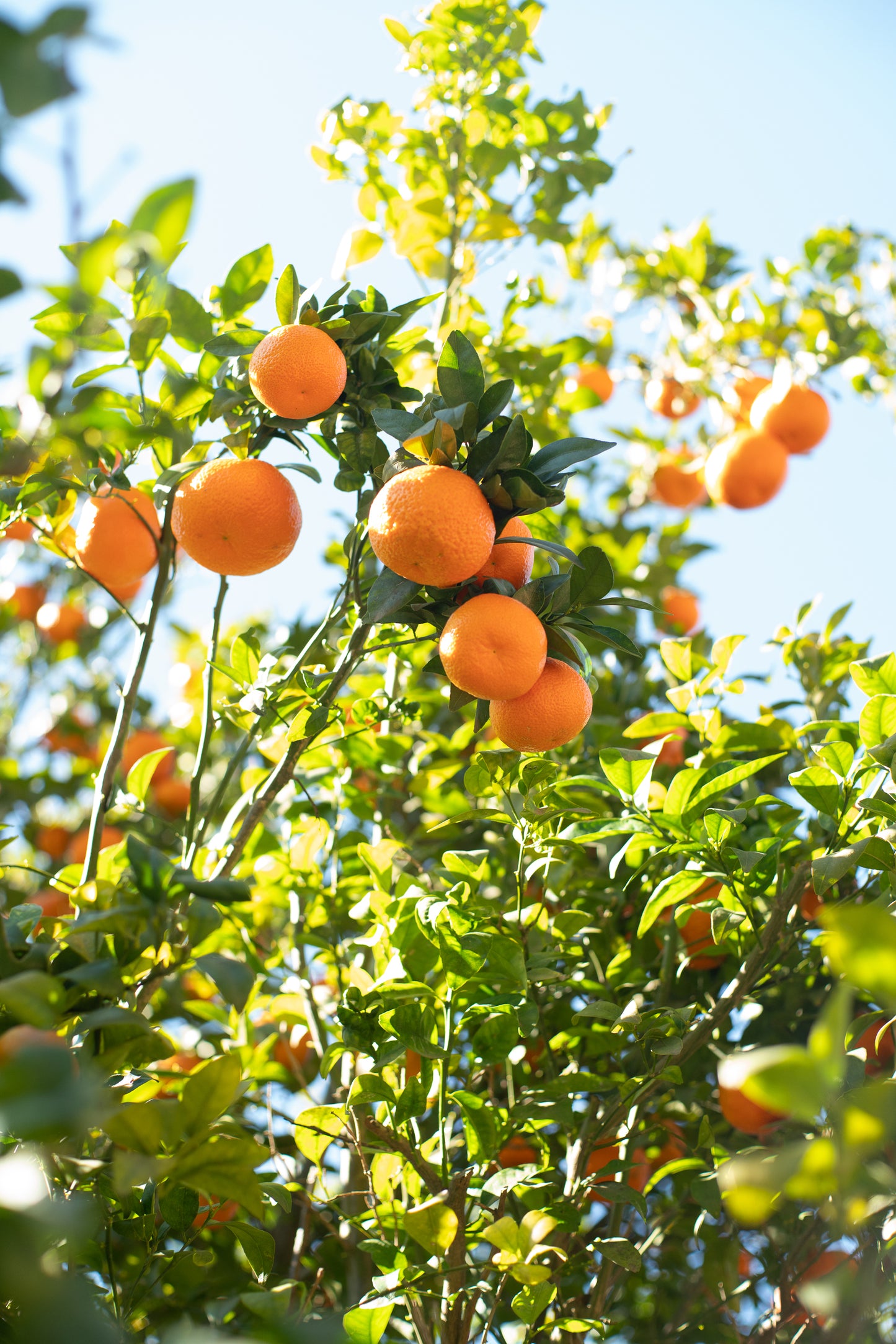 Organic Murcott Tangerines