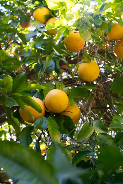 Organic Ruby Grapefruit
